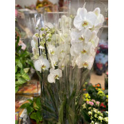 Orquídeas Ref 531